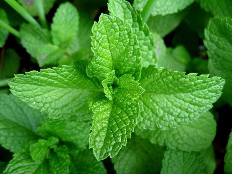 What is the Difference Between Mint and Menthol - Pediaa.Com